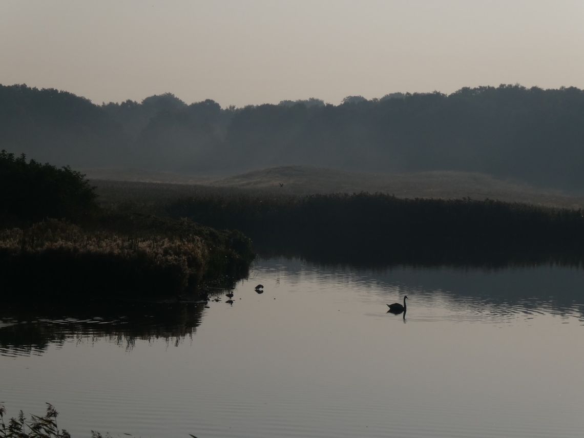 Strødam Engsø