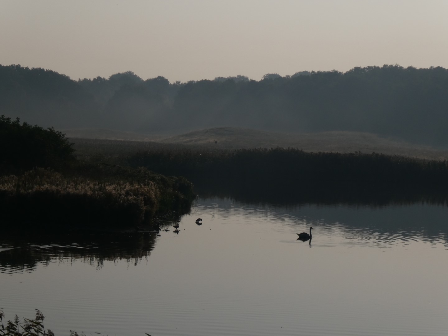 Strødam Engsø